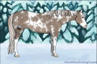 Horse Color:White Spotted Silver Grullo Splash Rabicano