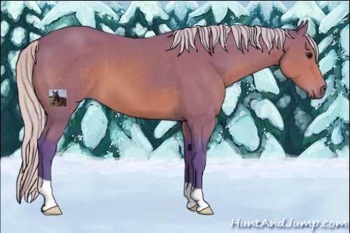 Horse Color:Watercolor Silver Brown