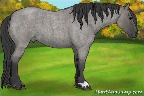 Horse Color:Grullo Roan 