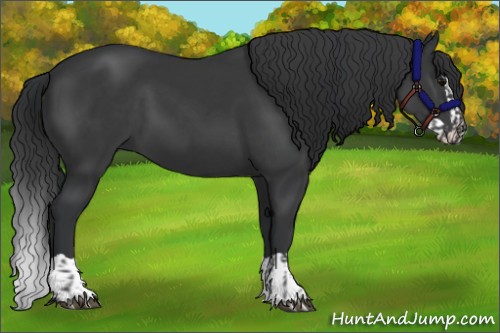 Horse Color:Black  and Black Splash 