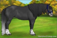 Horse Color:Black  and Black Splash 