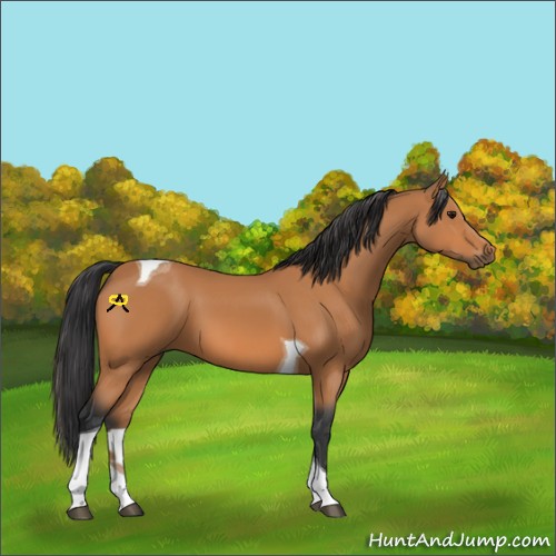 Horse Color:Bay Tobiano 