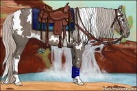 Horse Color:White Spotted Silver Black Rabicano