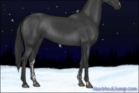 Horse Color:Black  and Black 