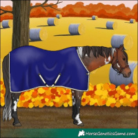 Horse Color:White Spotted Brown 