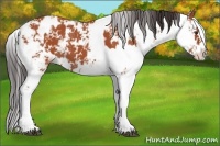 Horse Color:Bay Sabino and Bay Sabino Rabicano