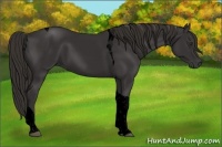 Horse Color:Void Liver Chestnut Tobiano 