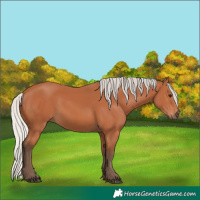 Horse Color:Silver Bay 