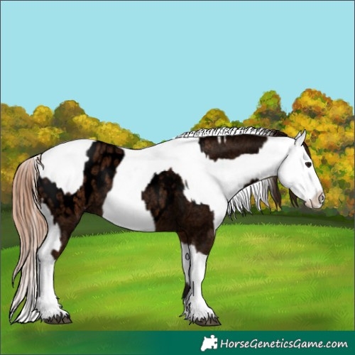 Horse Color:Void Bay Roan Near Leopard  and Bay Dun Near Leopard 