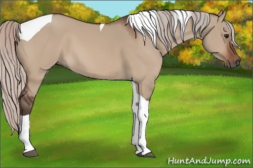 Horse Color:Silver Bay Dun Tobiano