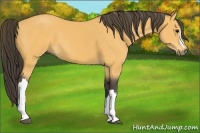 Horse Color:Buckskin 