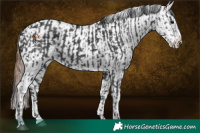 Horse Color:Black  and Black Appaloosa 