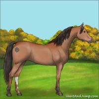 Horse Color:Bay 