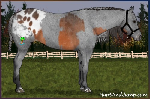 Horse Color:Brown Appaloosa and Black Appaloosa