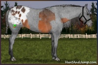 Horse Color:Brown Appaloosa  and Black Appaloosa 