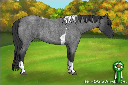 Horse Color:Blue Roan Tobiano