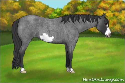 Horse Color:Blue Roan Frame 