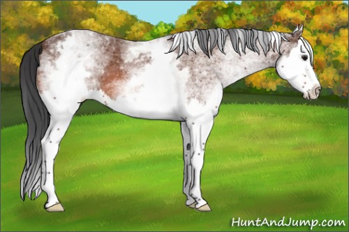 Horse Color:White Spotted Brown Roan Splash 