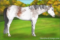 Horse Color:White Spotted Brown Roan Splash 