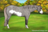 Horse Color:Silver Blue Roan Frame 