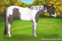 Horse Color:Liver Red Roan Tobiano Frame 