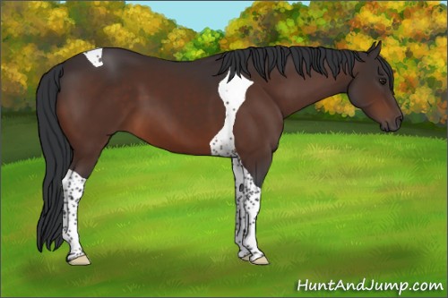 Horse Color:Brown Tobiano 