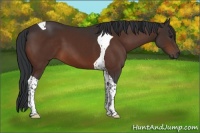 Horse Color:Brown Tobiano 