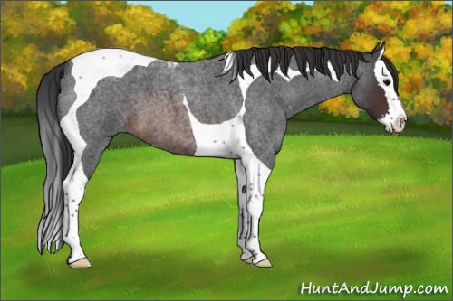Horse Color:Brown Roan Splash Tobiano 