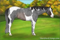 Horse Color:Brown Roan Splash Tobiano
