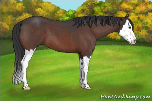 Horse Color:Brown Roan Splash