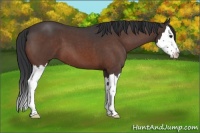 Horse Color:Brown Roan Splash 