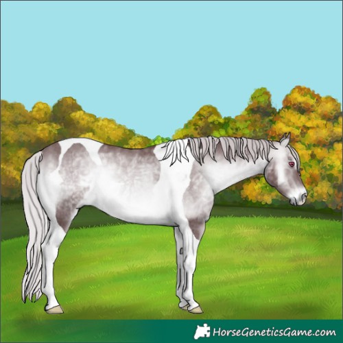 Horse Color:Chocolate Silver Brown Chinchilla Onyx Tobiano Rabicano 