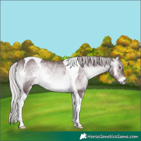 Horse Color:Chocolate Silver Brown Chinchilla Onyx Tobiano Rabicano 