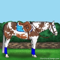 Horse Color:White Spotted Bay Splash 