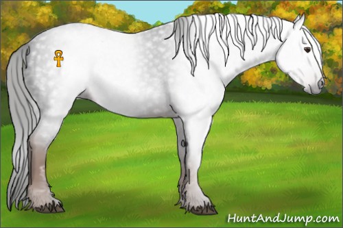 Horse Color:Gray Liver Red Roan 