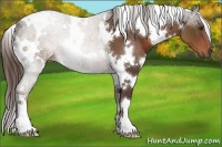 Horse Color:White Spotted Liver Chestnut 