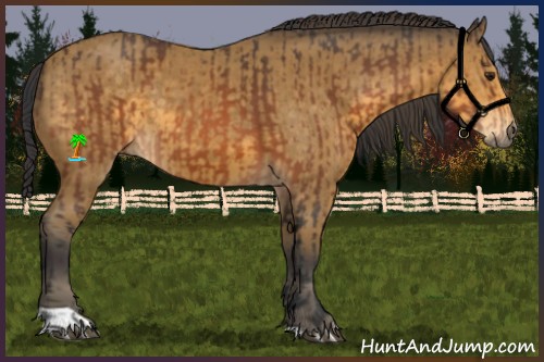 Horse Color:Brown and Buckskin
