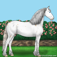 Horse Color:Chestnut Sabino Splash Rabicano