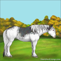 Horse Color:White Spotted Midnight Silver Bay Chinchilla Ice Roan Dun