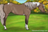 Horse Color:Silver Brown Dun Tobiano 