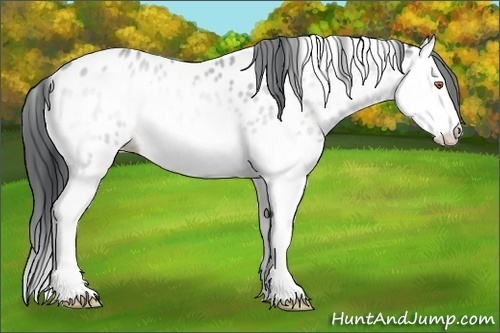 Horse Color:Bay Chinchilla Onyx Splash Appaloosa