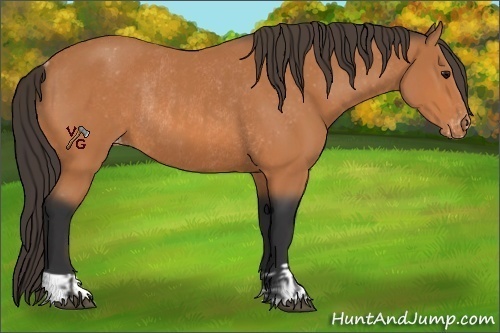 Horse Color:Bay Varnish  and Bay Varnish Rabicano 