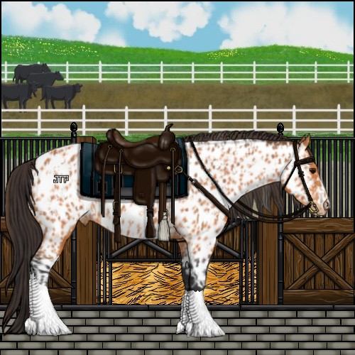 Horse Color:Bay Appaloosa  and Bay Appaloosa 