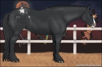 Horse Color:Black Splash Appaloosa