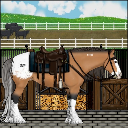 Horse Color:Bay Splash Appaloosa 