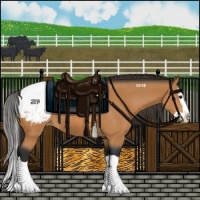 Horse Color:Bay Splash Appaloosa