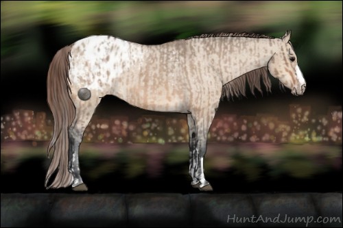 Horse Color:Bay Roan Dun Appaloosa  and Bay Dun Appaloosa 