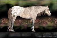 Horse Color:Bay Roan Dun Appaloosa and Bay Dun Appaloosa