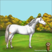 Horse Color:Gray Red Roan Pearl Tobiano Frame 