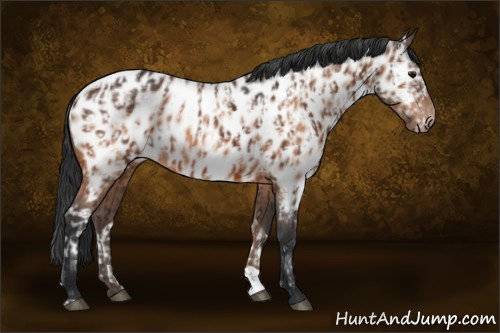 Horse Color:Bay Appaloosa  and Bay Appaloosa 